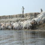 Vraj-Yatra-2014- (1009)